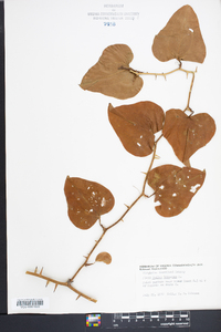 Smilax bona-nox image