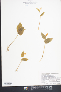 Maianthemum canadense image