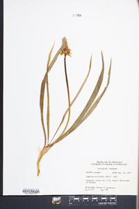 Camassia scilloides image