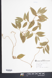 Smilax smallii image