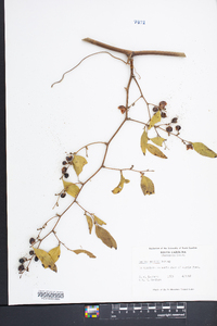 Smilax smallii image