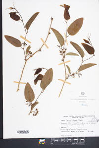 Smilax walteri image