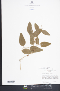 Smilax walteri image