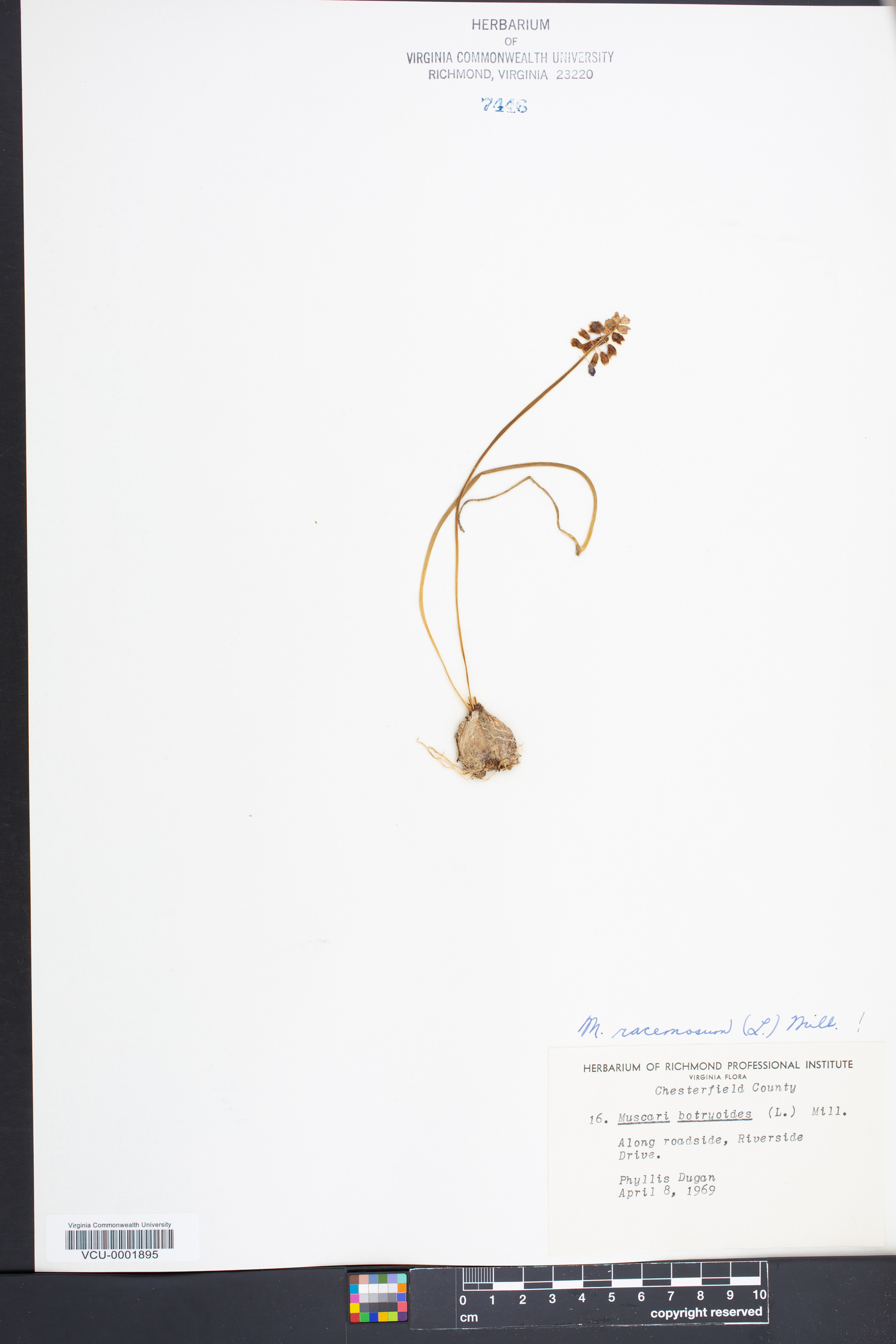 Muscari neglectum image