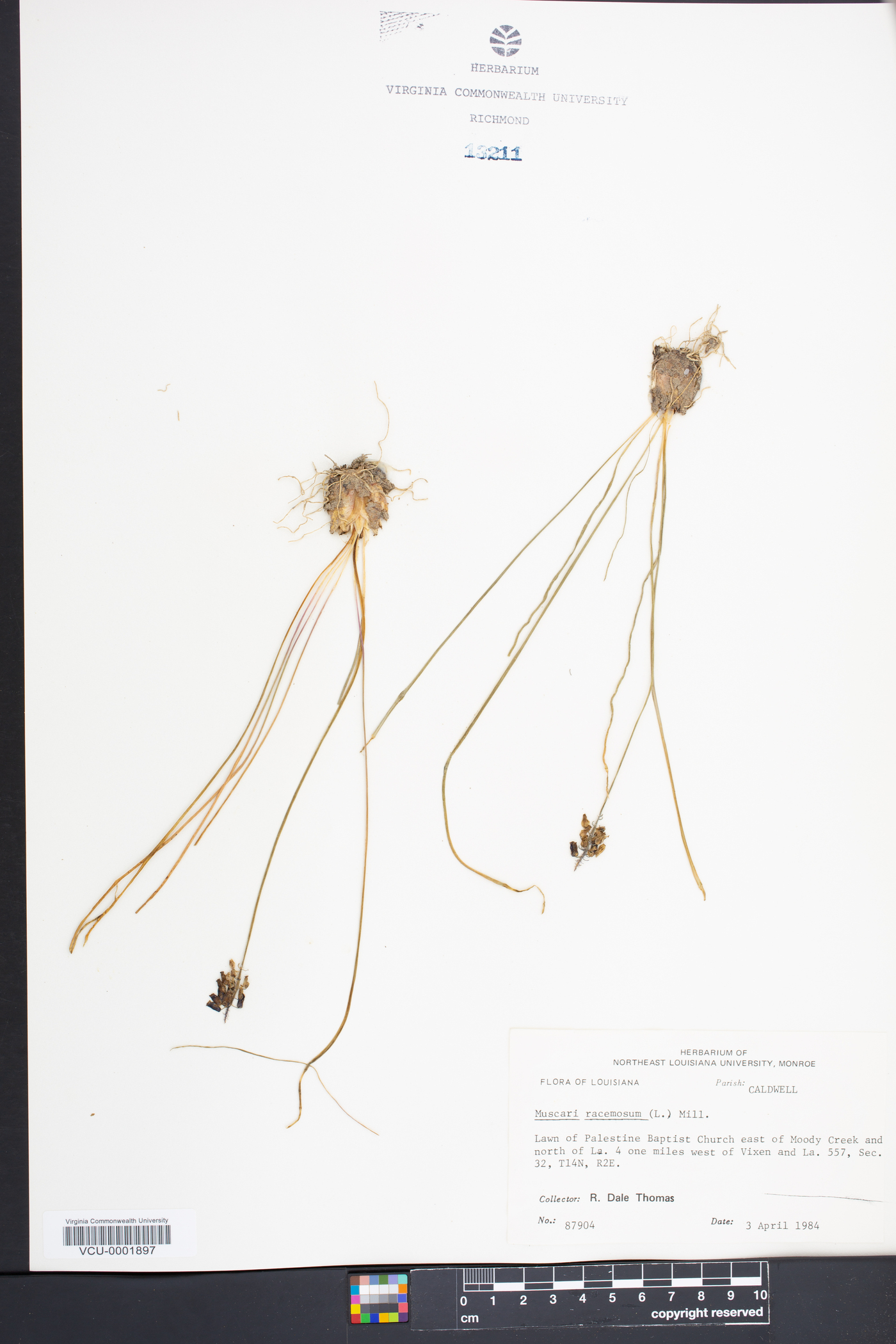 Muscari neglectum image