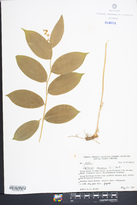 Maianthemum racemosum subsp. racemosum image