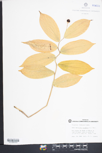 Maianthemum racemosum subsp. racemosum image