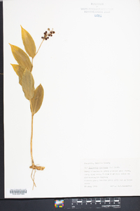 Maianthemum racemosum subsp. racemosum image