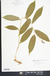 Maianthemum racemosum subsp. racemosum image