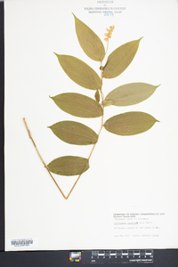 Maianthemum racemosum subsp. racemosum image