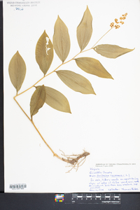 Maianthemum racemosum subsp. racemosum image