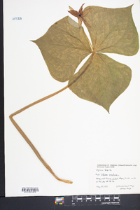 Trillium erectum image