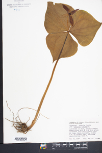 Trillium erectum image