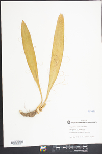 Yucca filamentosa image