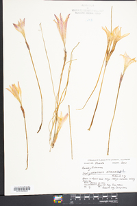 Zephyranthes atamasca image