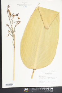 Thalia dealbata image