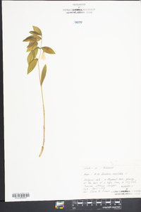 Uvularia sessilifolia image