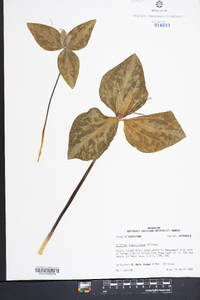 Trillium ludovicianum image