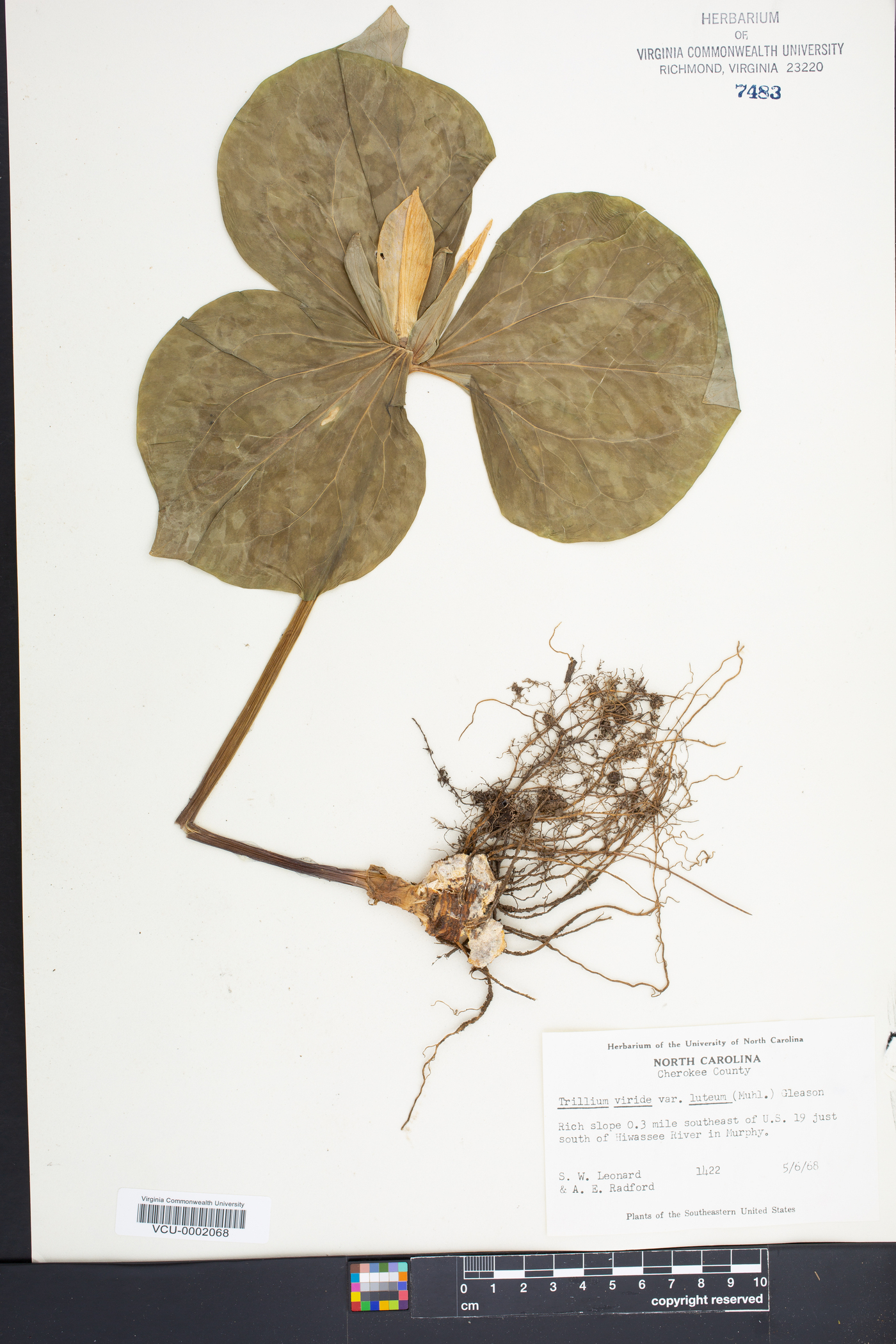 Trillium viride image