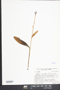 Platanthera clavellata image