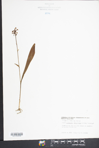 Platanthera clavellata image