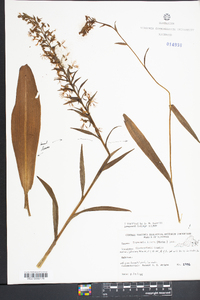 Platanthera lacera image