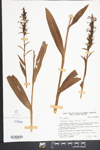 Platanthera lacera image