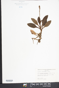 Goodyera pubescens image