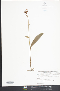 Platanthera clavellata image