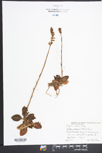 Goodyera pubescens image