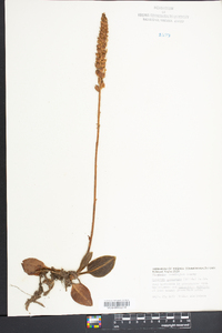 Goodyera pubescens image