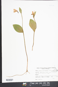 Pogonia ophioglossoides image