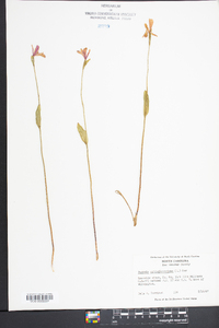 Pogonia ophioglossoides image