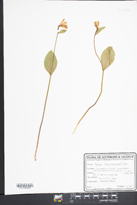 Pogonia ophioglossoides image