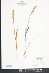 Spiranthes cernua image