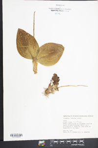 Liparis liliifolia image