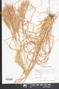 Andropogon glomeratus image