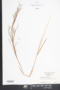 Schizachyrium scoparium var. scoparium image