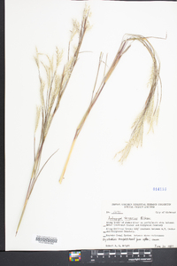 Andropogon ternarius image