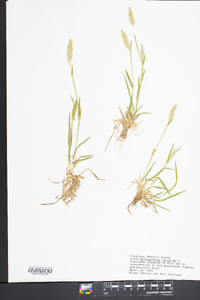 Anthoxanthum odoratum image