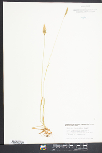 Anthoxanthum odoratum image