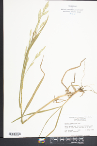 Bromus catharticus image