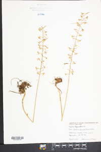 Tipularia discolor image