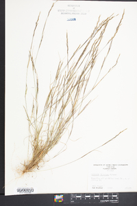 Aristida dichotoma image