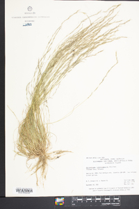 Aristida longespica image