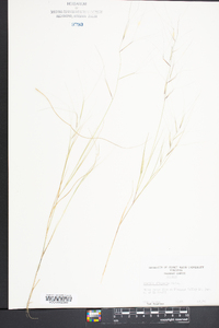 Aristida oligantha image