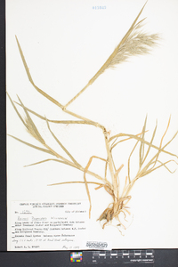 Bromus pubescens image