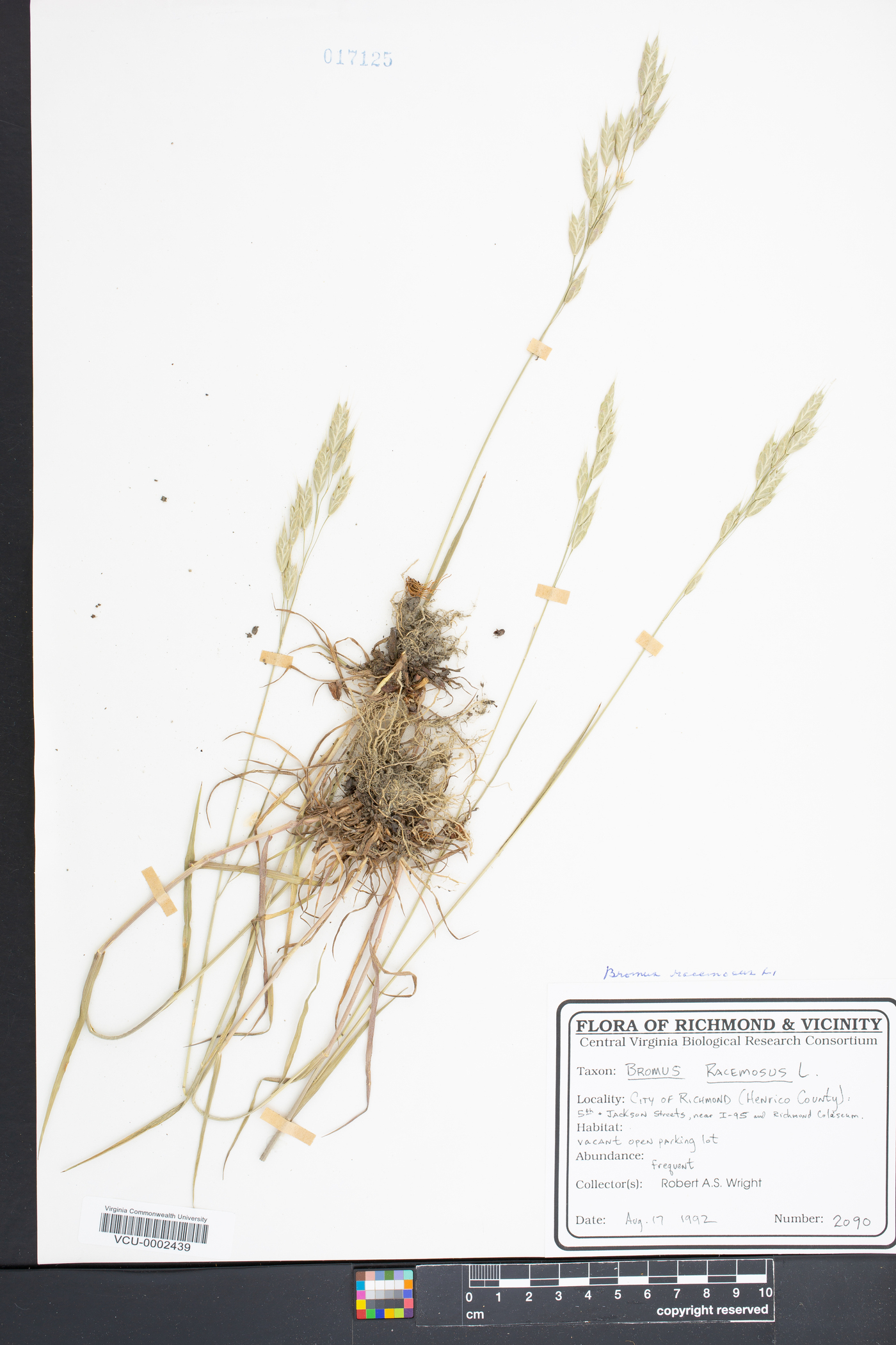 Bromus racemosus image