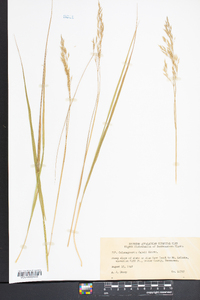 Calamagrostis cainii image