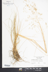 Deschampsia flexuosa image